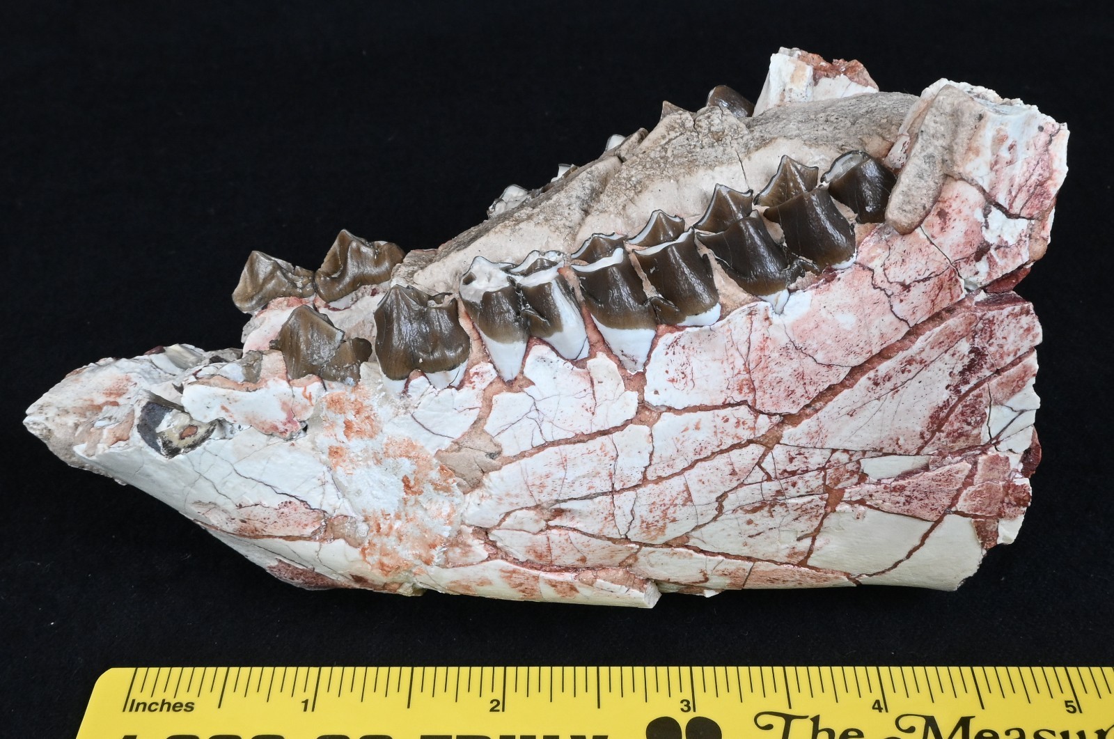 Fossil Oreodont Mandible, Jaw, Merycoidodon, Badlands, South Dakota, Oligo O1627