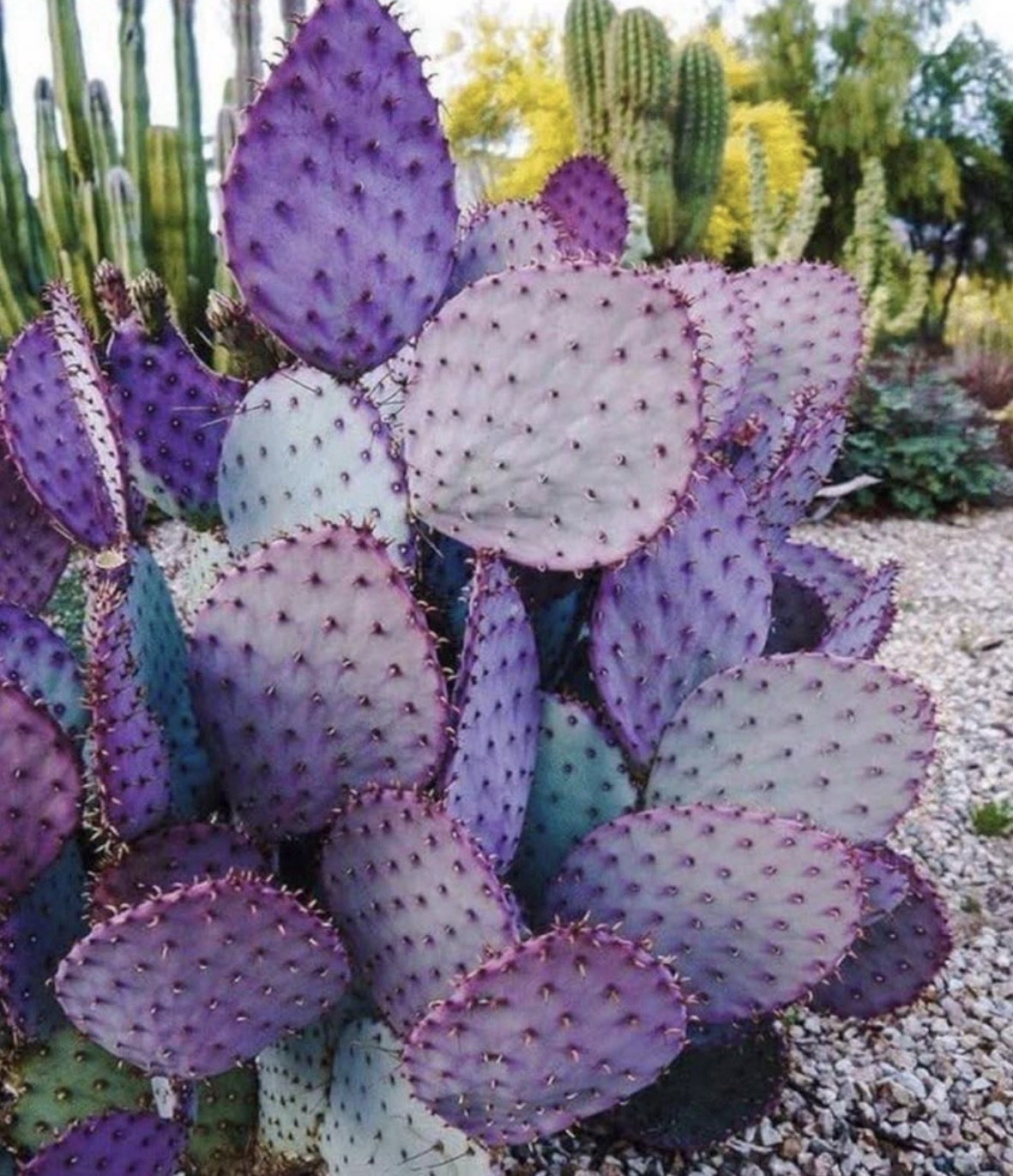Cactus Santa Rita Purple Prickly Pear Opuntia (3 Cuttings) Cactus Santa Rita Purple Prickly Pear Opuntia (3 Cuttings)