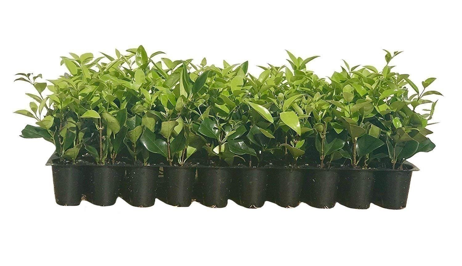 Ligustrum Waxleaf Privet | 20 Live 2 Inch Plants | Ligustrum japonicum | Hardy