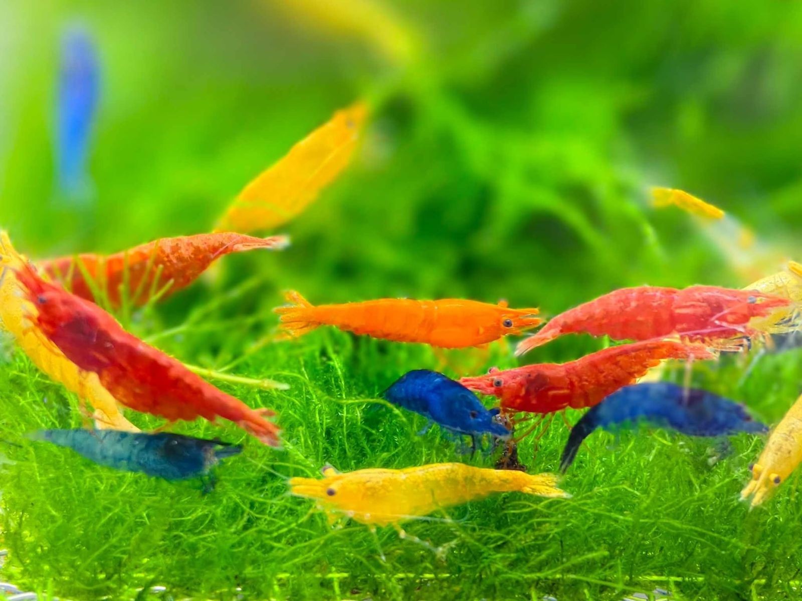 100+ Mix Neocaridina Live Shrimps for Freshwater Aquariums Neocaridina shrimps