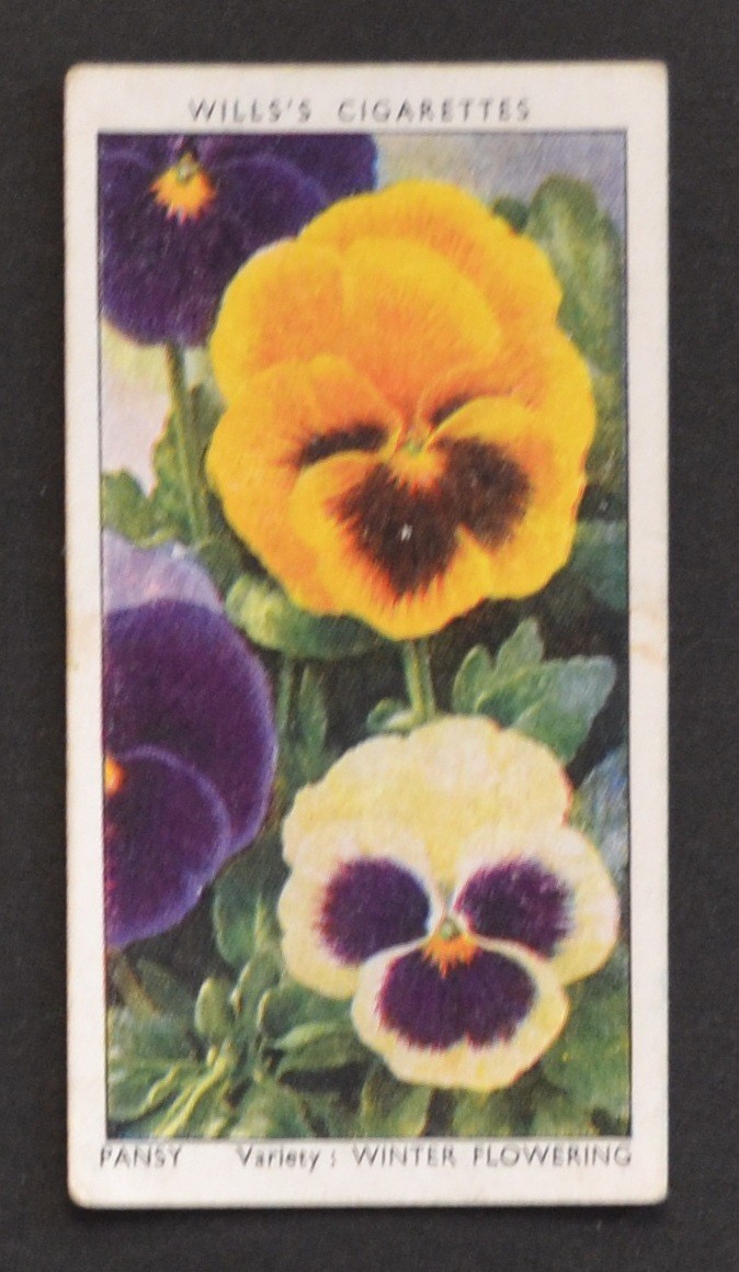 1939 Wills\'s Garden Flowers Series Cigarette Card No. 36 Pansy