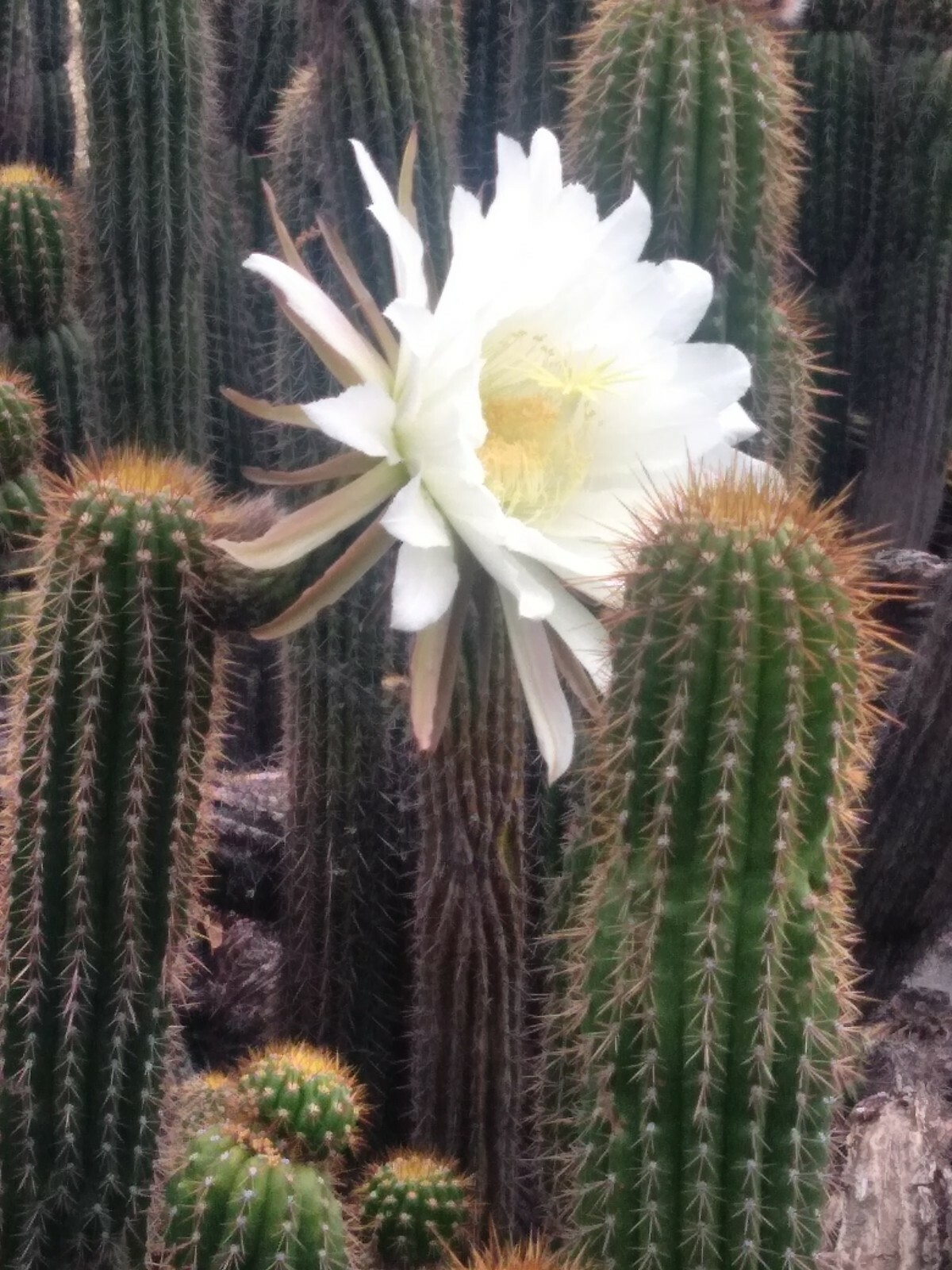 Echinopsis spachiana Golden Torch Cactus 20\