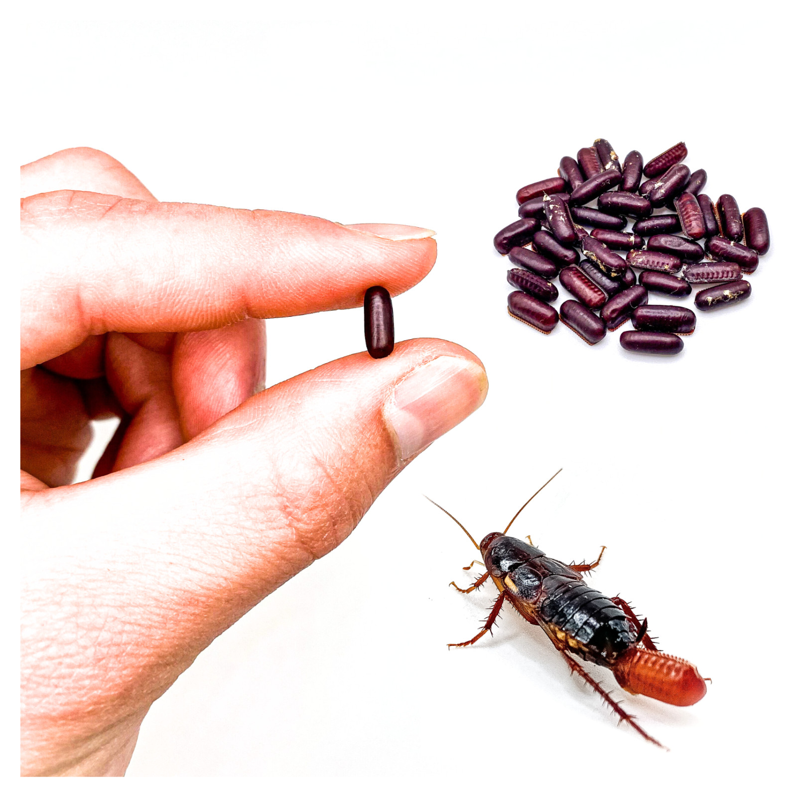 Red Runner Roach Starter Colony | 50 Adult Breeders + 20 Eggs (Live Feeders)