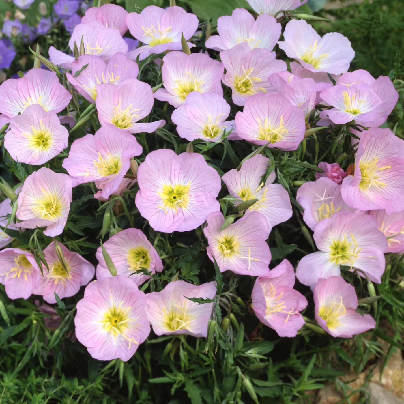 Showy Evening Primrose Seeds, Pink Ladies, Amapola, Mexican Primrose, 