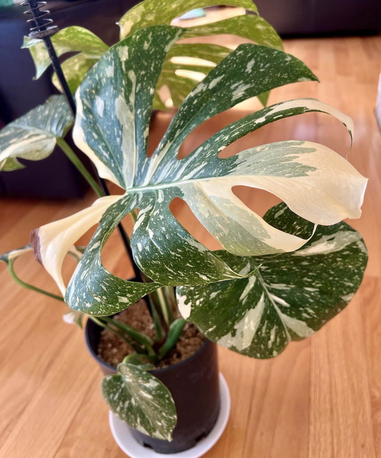 Variegated Monstera THAI Constellation EXTRA CONSTELLATED B