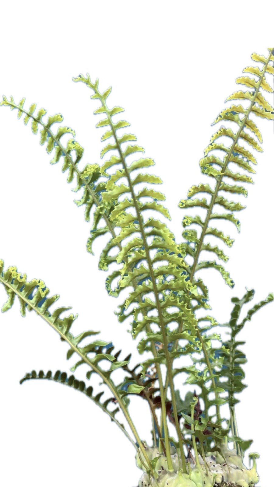 Lecanopteris luzonensis Ant Fern Rare Epiphyte. Young plants grown from Spore US