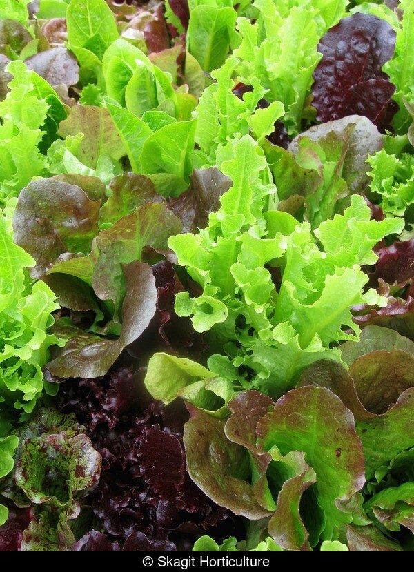 800+ LEAF LETTUCE SEEDS GOURMET SALAD BLEND FRESH HARVEST FOR GARDENS
