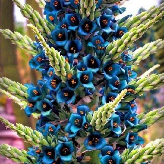 Puya alpestris, Alpestris Sapphire Tower, Very Rare - 40 Se eds