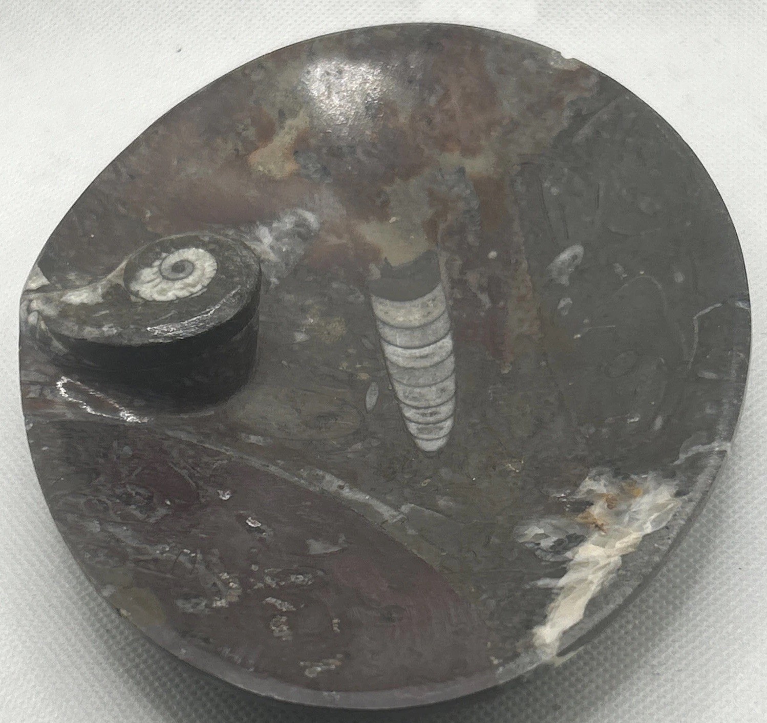 Orthoceras Ammonite Trinket Dish Fossilized Ortho Seashell Morocco 4.5”x6” *chip Orthoceras Ammonite Trinket Dish Fossilized Ortho Seashell Morocco 4.5”x6” *chip