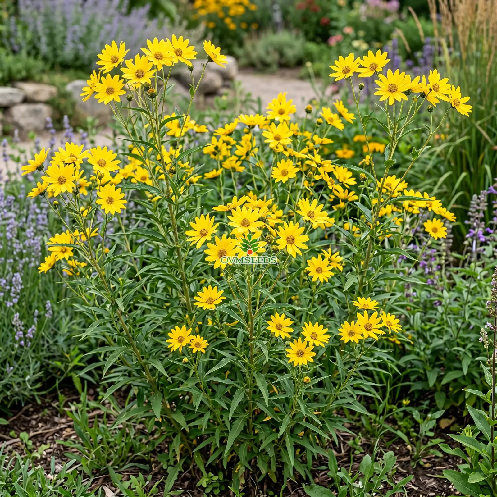 SUNFLOWER MAXIMILIAN PERENNIAL Helianthus Maximiliani - 250 Bulk Seeds