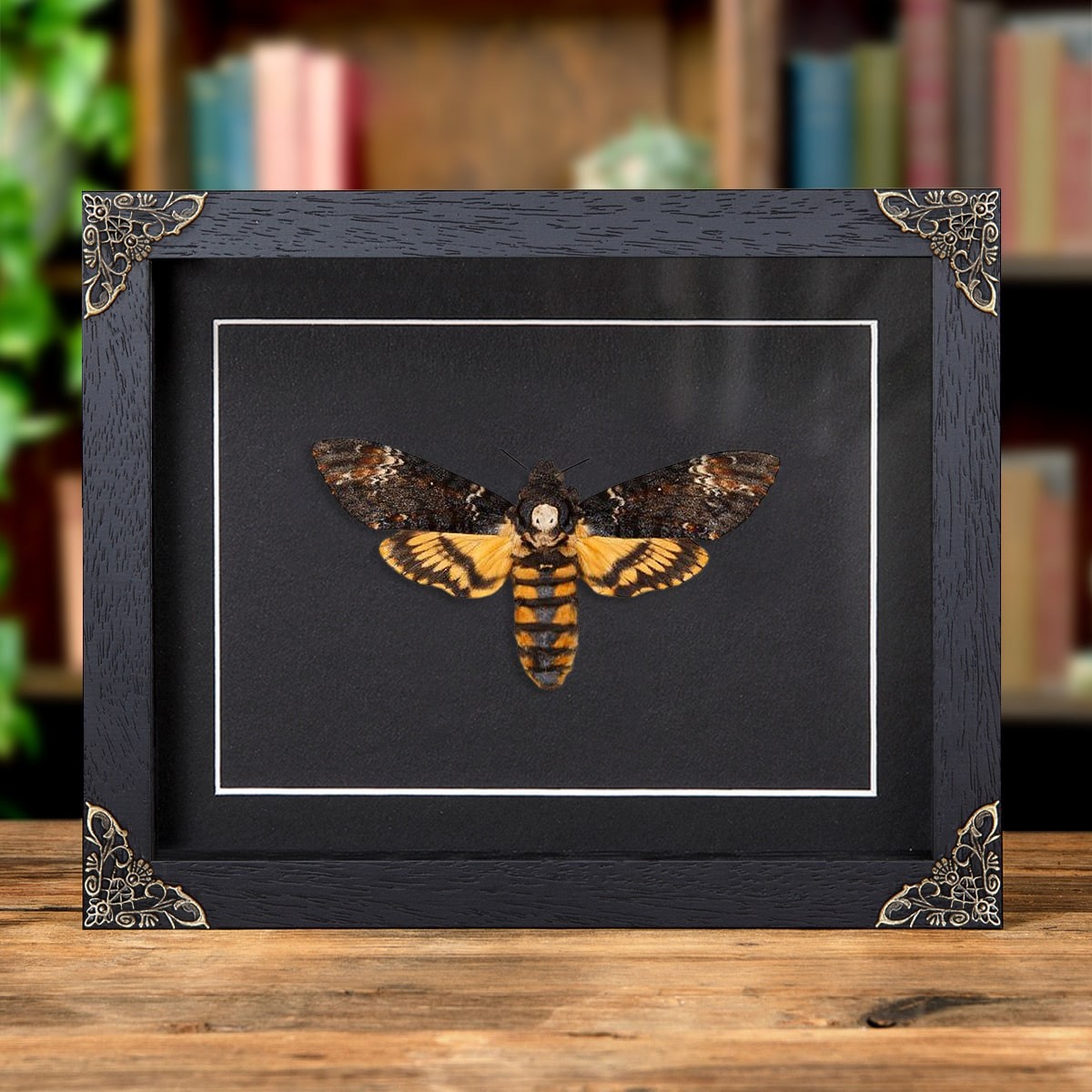 XL Death's Head Hawk Taxidermy Moth in in Baroque Style Frame