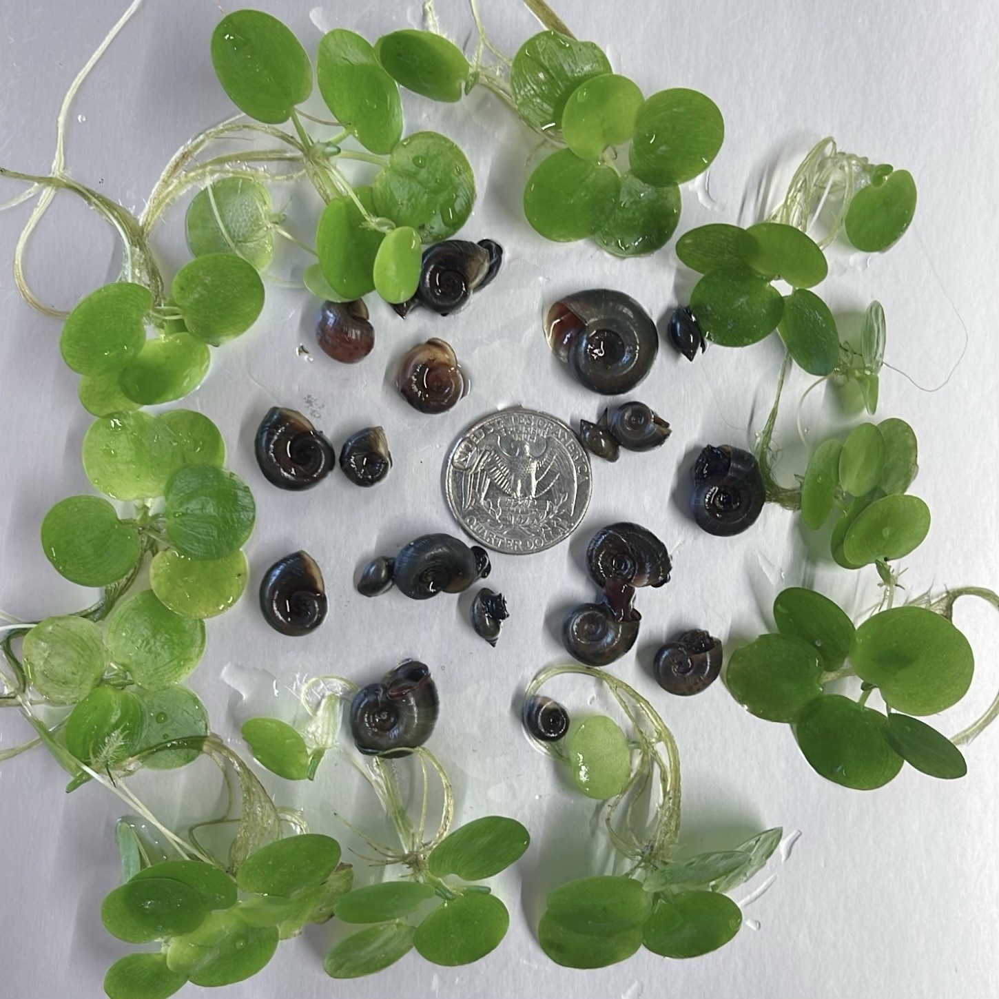 20+ Ramshorn Snails And Bladder snails Mixed Buy 2 Get 1 Free