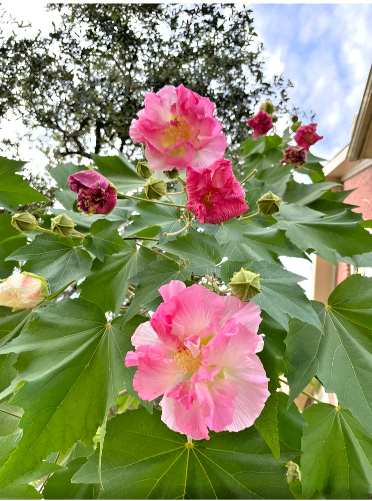 Tri Color Confederate Rose - Hibiscus mutabil (pink White) Two rooted plant