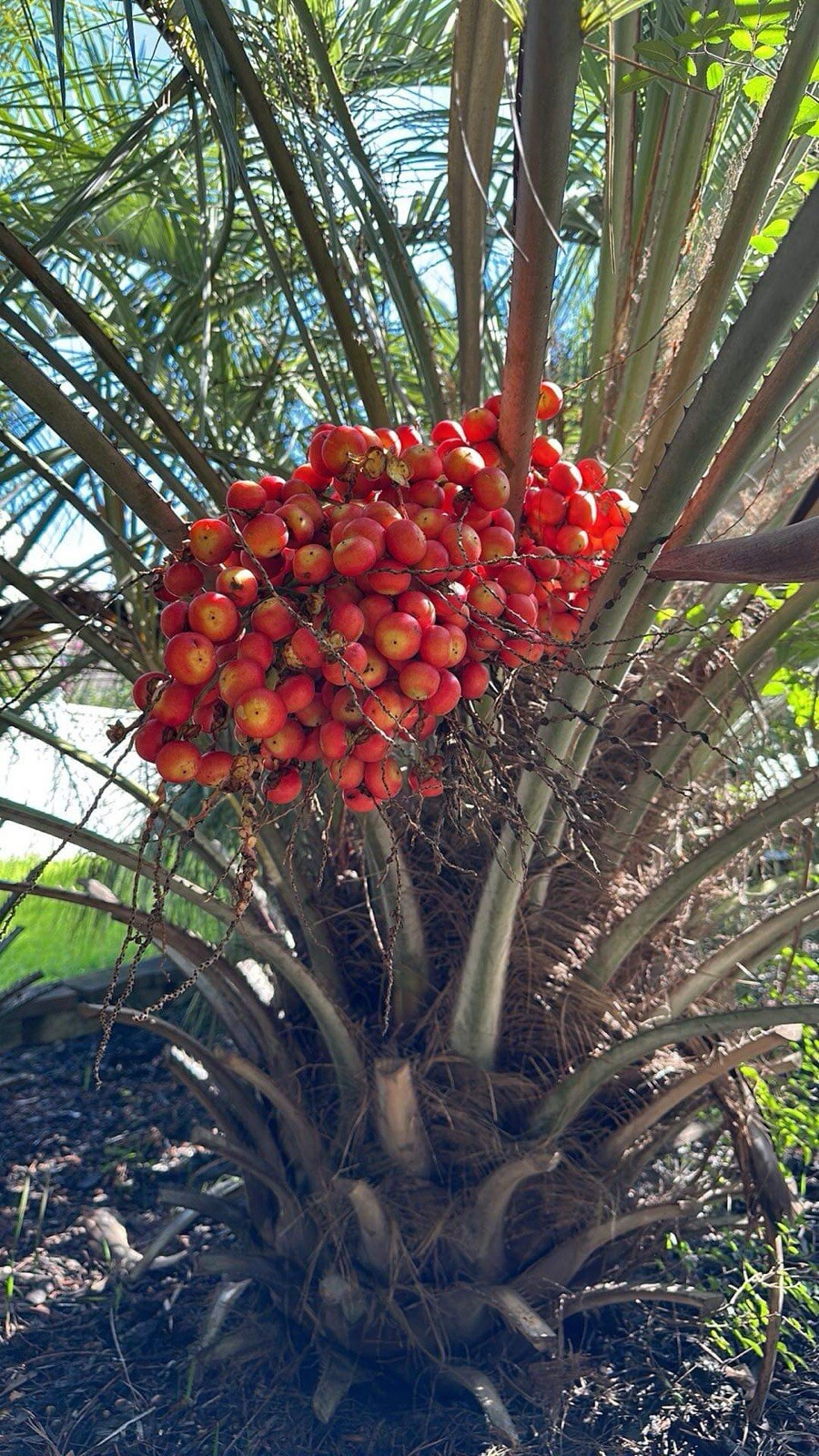 🌴 Pindo (Jelly) Palm Saplings 🌴 1x Per Order - 6-12in In Length