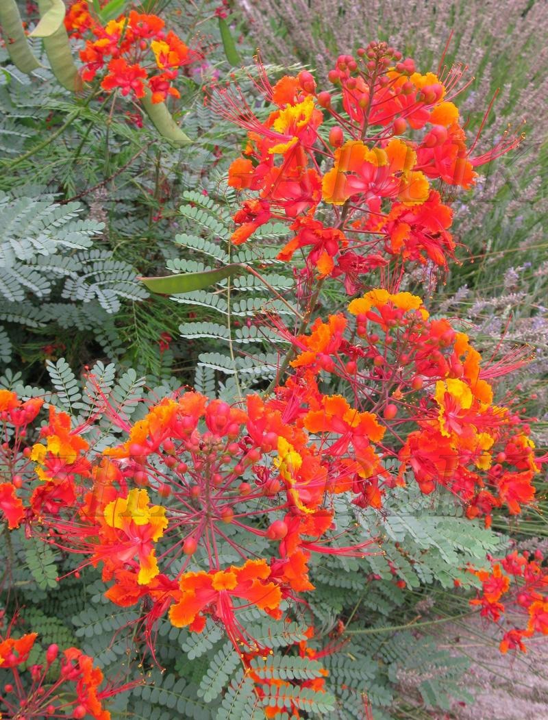 Caesalpinia pulcherrima Pride Of Barbados Mexican Bird Peacock seeds Orange Free