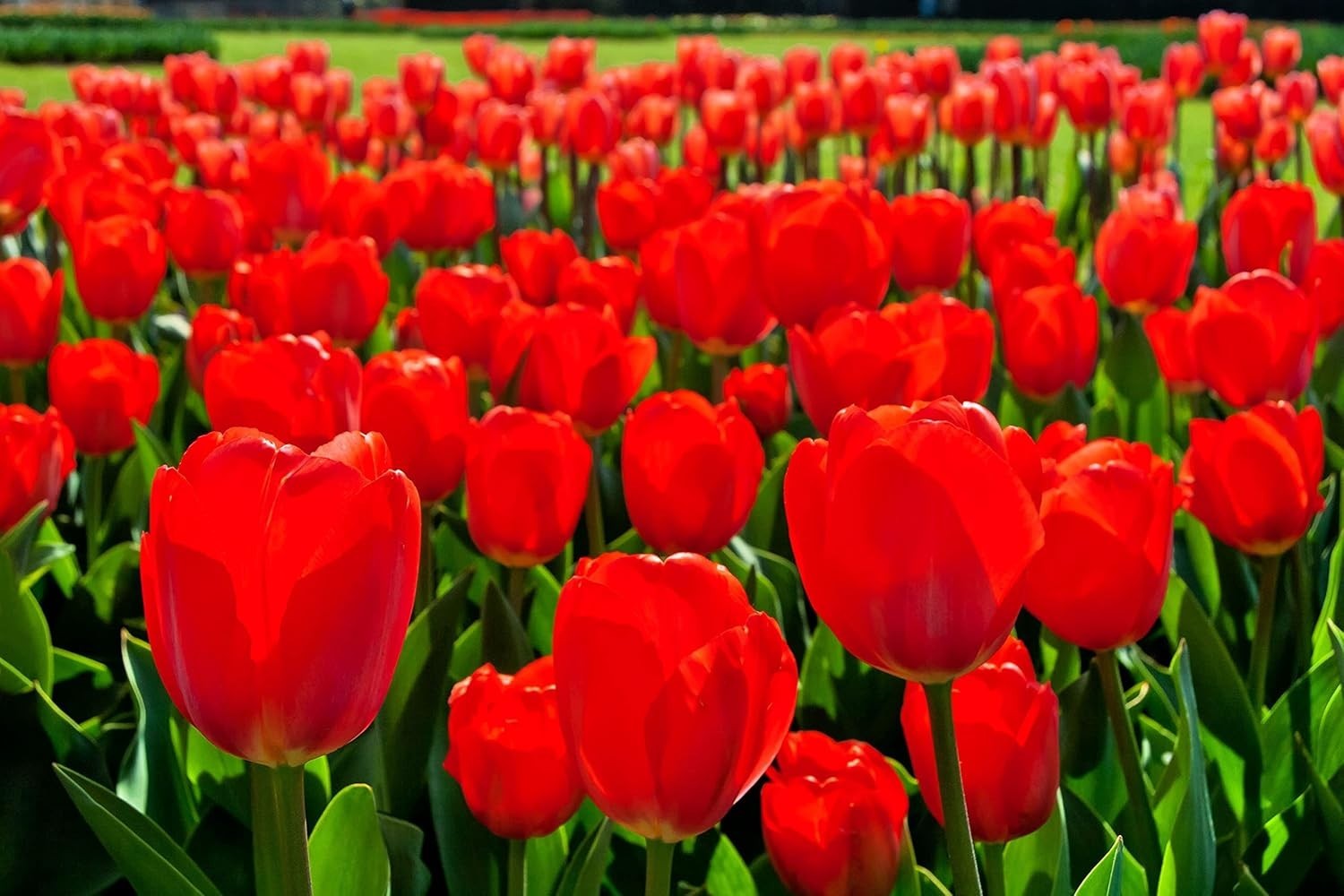 Best Red Tulip Bulbs for Planting Best Red Tulip Bulbs for Planting