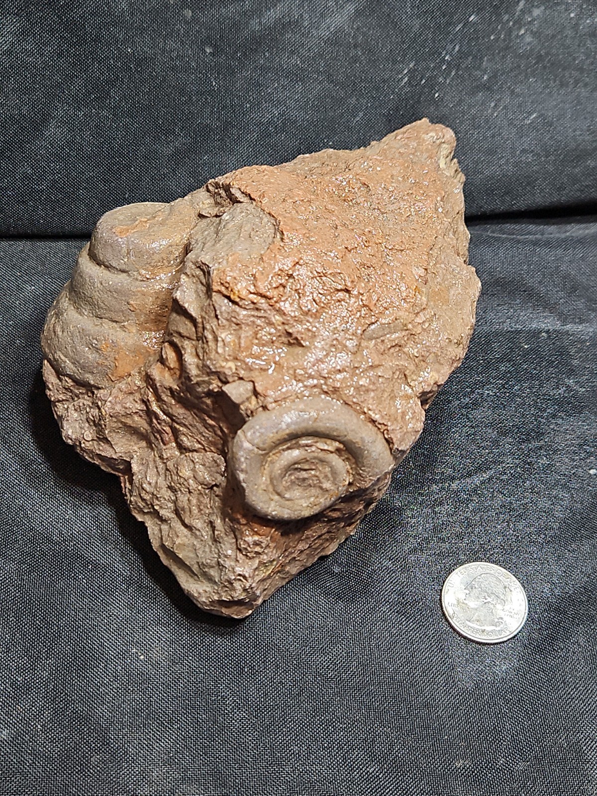 Fossilized Seashell cluster spiral shell inclusions (3 lbs 2.4 oz)