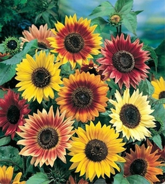 Autumn Beauty Sunflower Mix, Very Colorful, Variety Sizes Sold, 