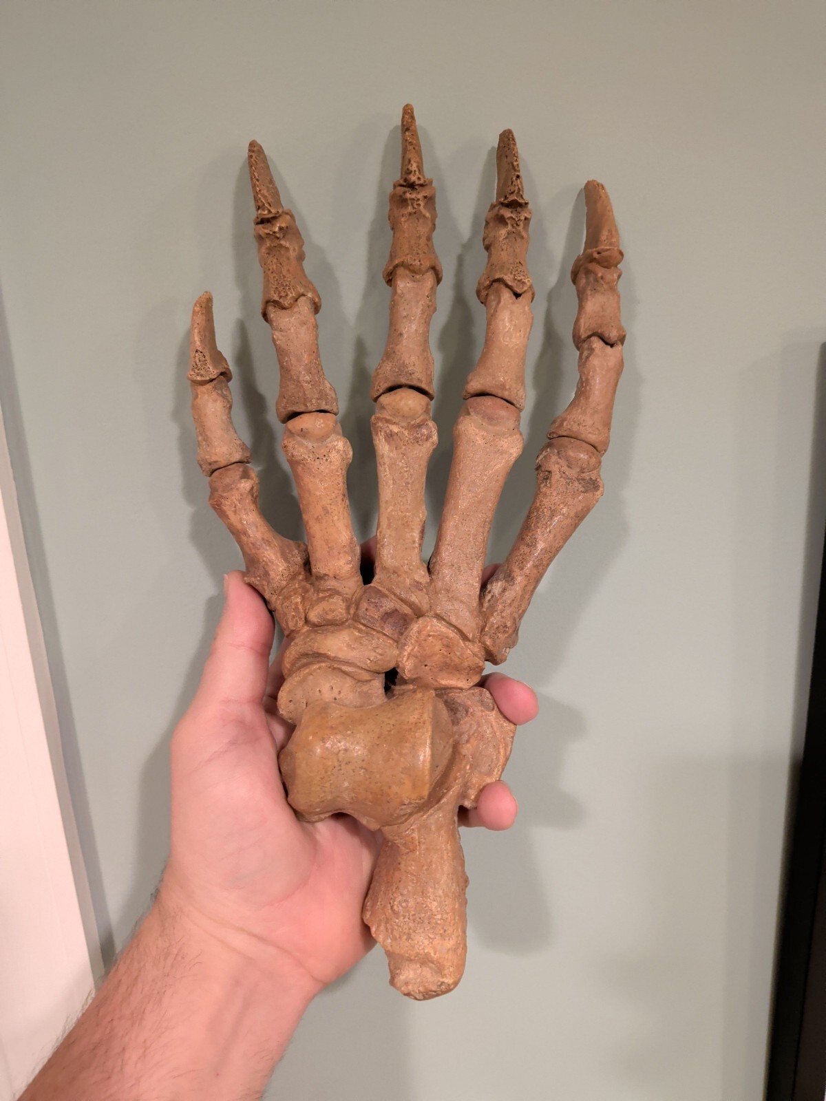 Huge authentic fossil cave bear paw Huge authentic fossil cave bear paw