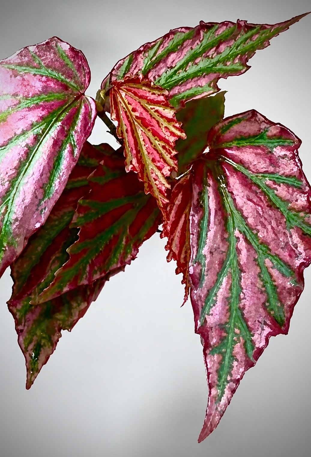 💥 RARE Premium Begonia ‘Crazy pink’ 🦄 Hybrid