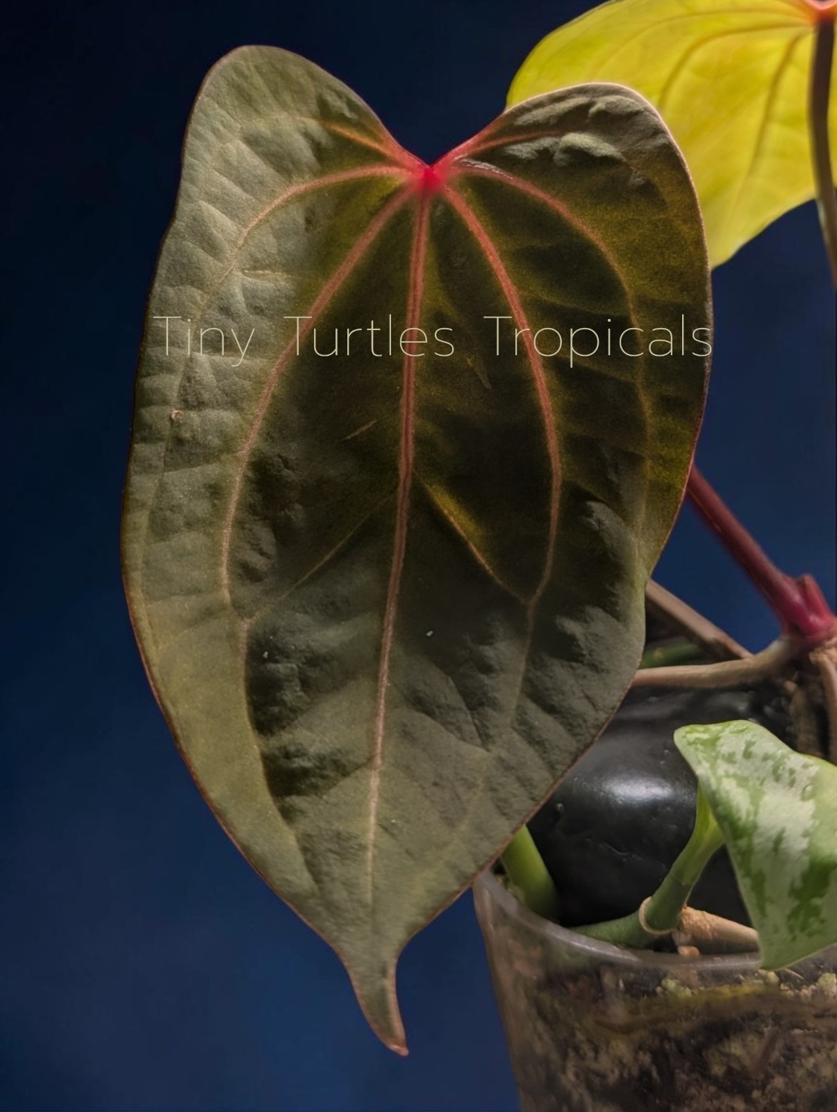 Anthurium Red Spider WITH FOLIAGE clone bundle: 2 rare plants