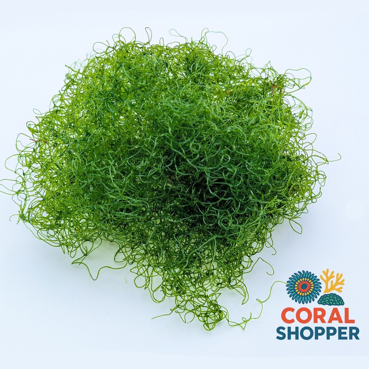 1 Cup Live Chaeto Macroalgae Chaetomorpha Nitrate Phosphate Reduction Sump