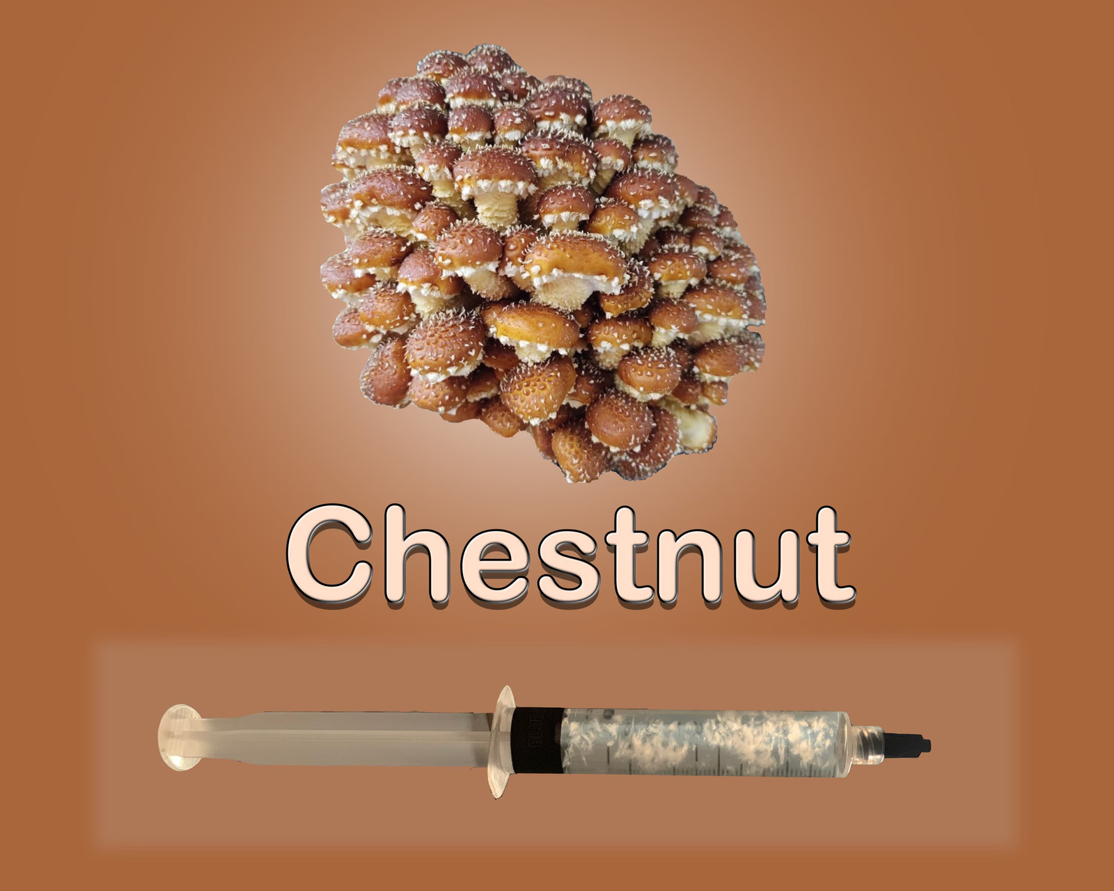 Chestnut Mushroom Liquid Culture Syringe 10ml Pholiota adiposa Gourmet Live Chestnut Mushroom Liquid Culture Syringe 10ml Pholiota adiposa Gourmet Live
