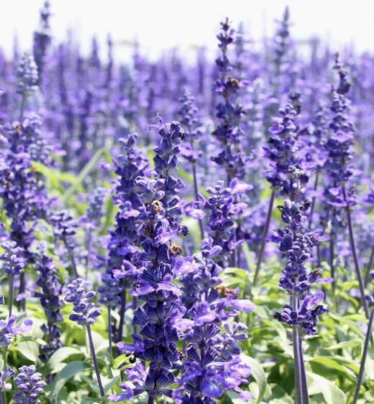 800+ HYSSOP SEEDS - officinalis Perennial Hummingbird Plant & Medicinal Non-GMO