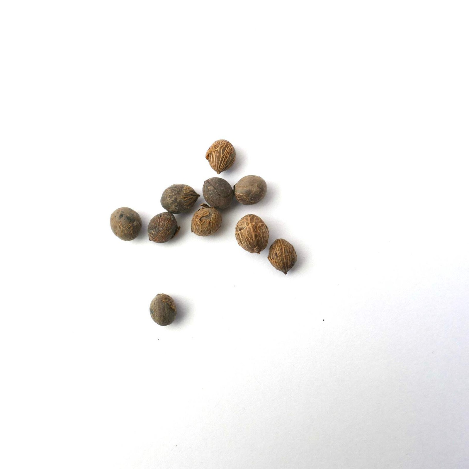 Chamaedorea radicalis SEEDS - Radicalis palm | Hardy bamboo palm