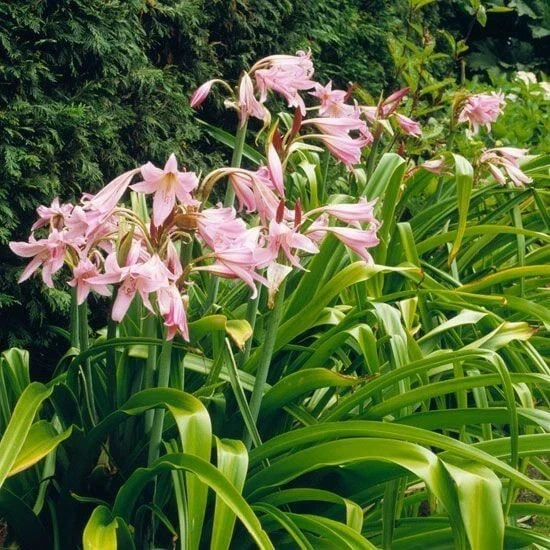 Pretty Crinum lily Imported Flower Bulbs Pink Pack of 2 bulbs
