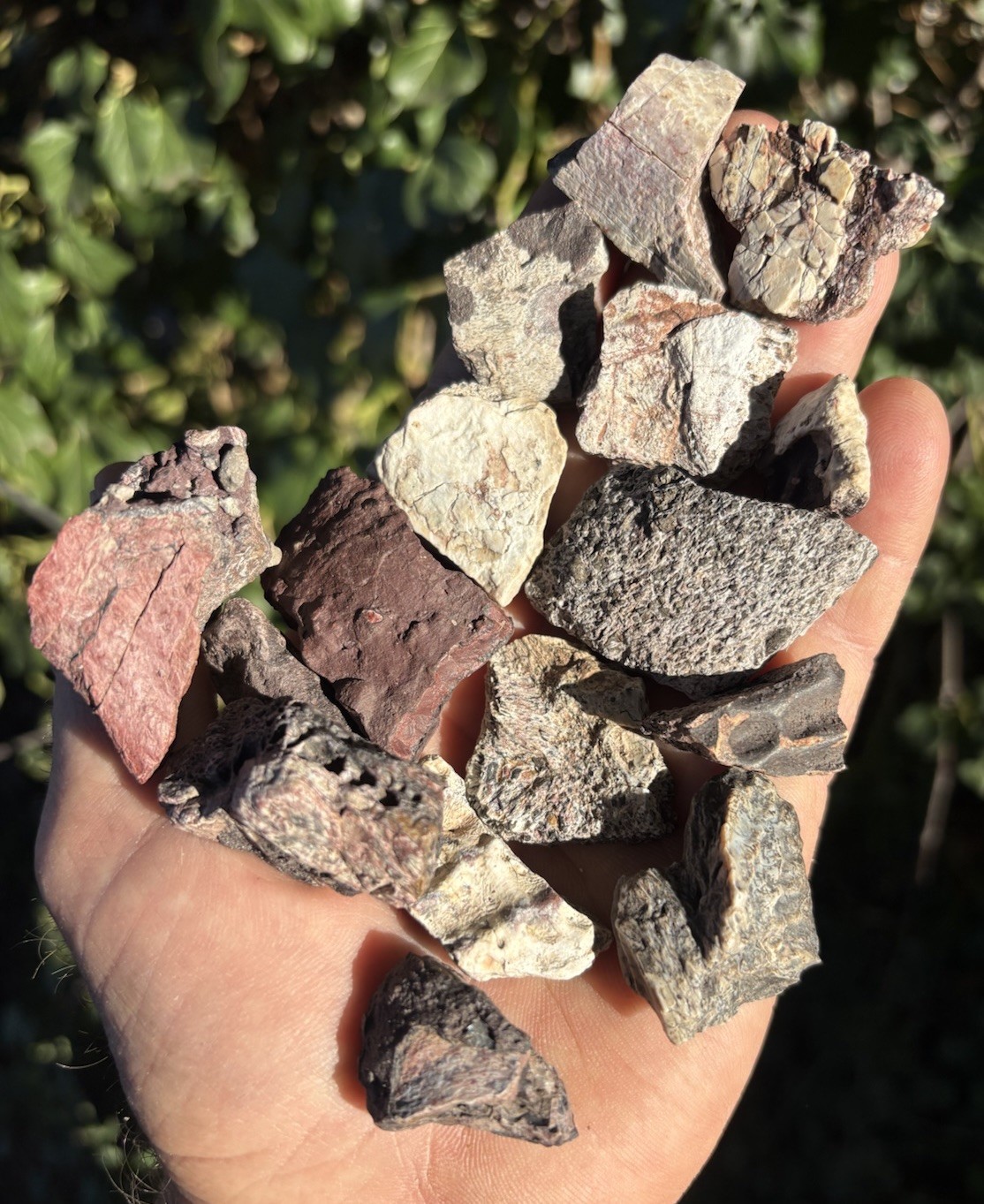 ☘️RR⛏️: 15 Triassic Phytosaur Scutes From NE AZ. PRE-Dino, 🦖
