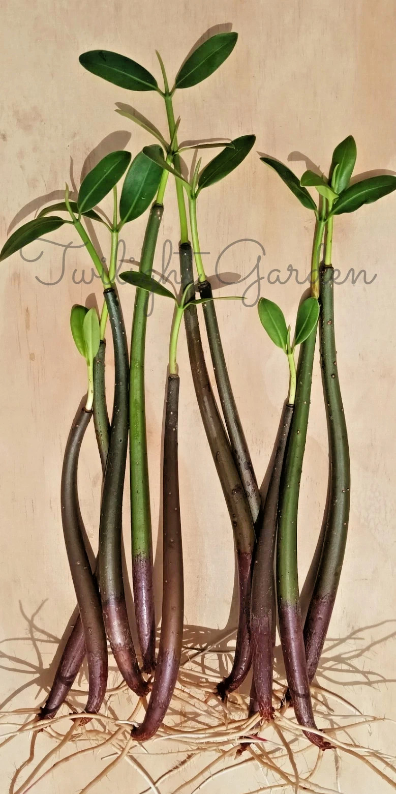 10 Mangroves Live Plant- Red Mangrove Seeds - Aquarium Saltwater Freshwater Tank