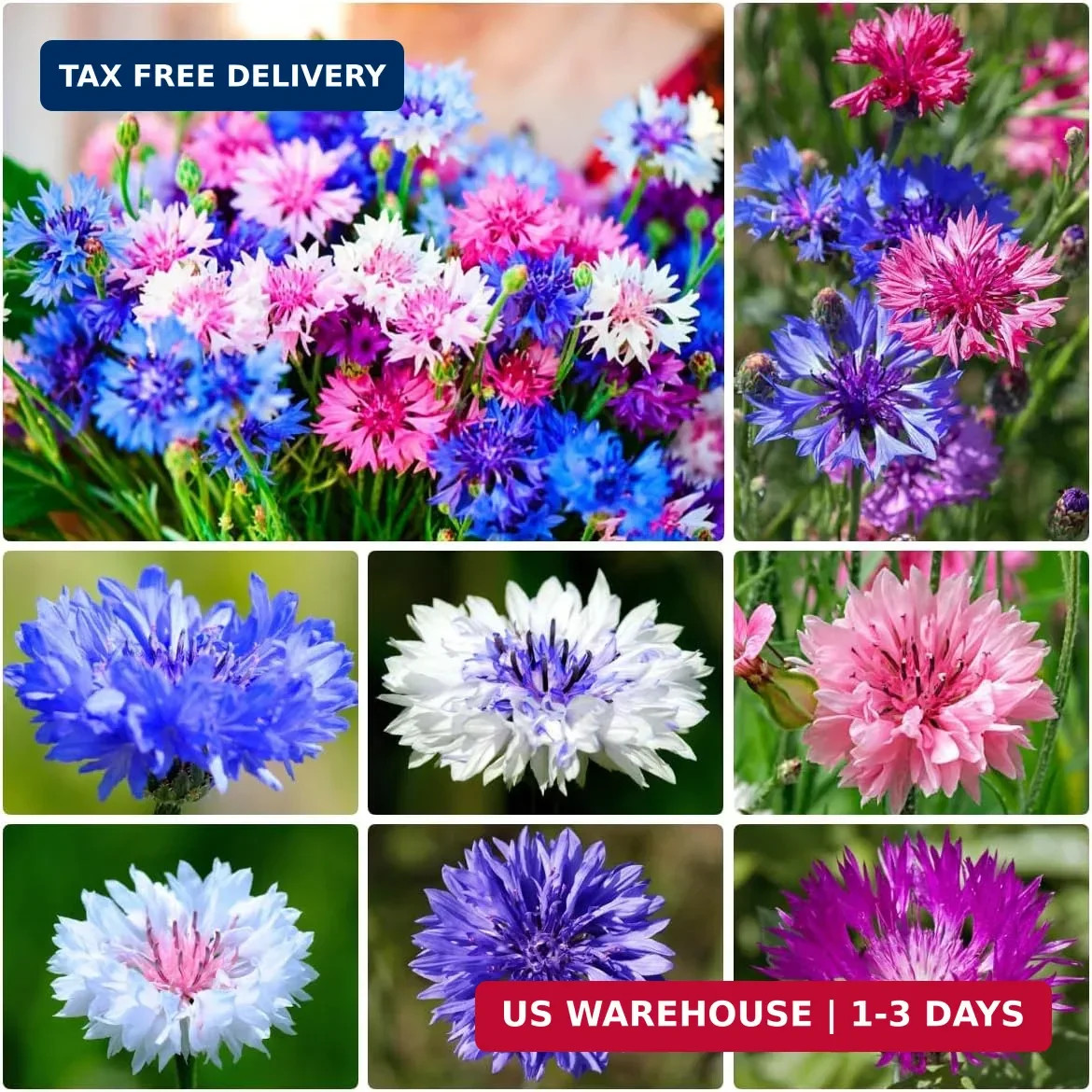 2000+ Cornflower Seeds, Mix Bachelor Button Seeds, Non-GMO Heirloom, Multicolor 2000+ Cornflower Seeds, Mix Bachelor Button Seeds, Non-GMO Heirloom, Multicolor