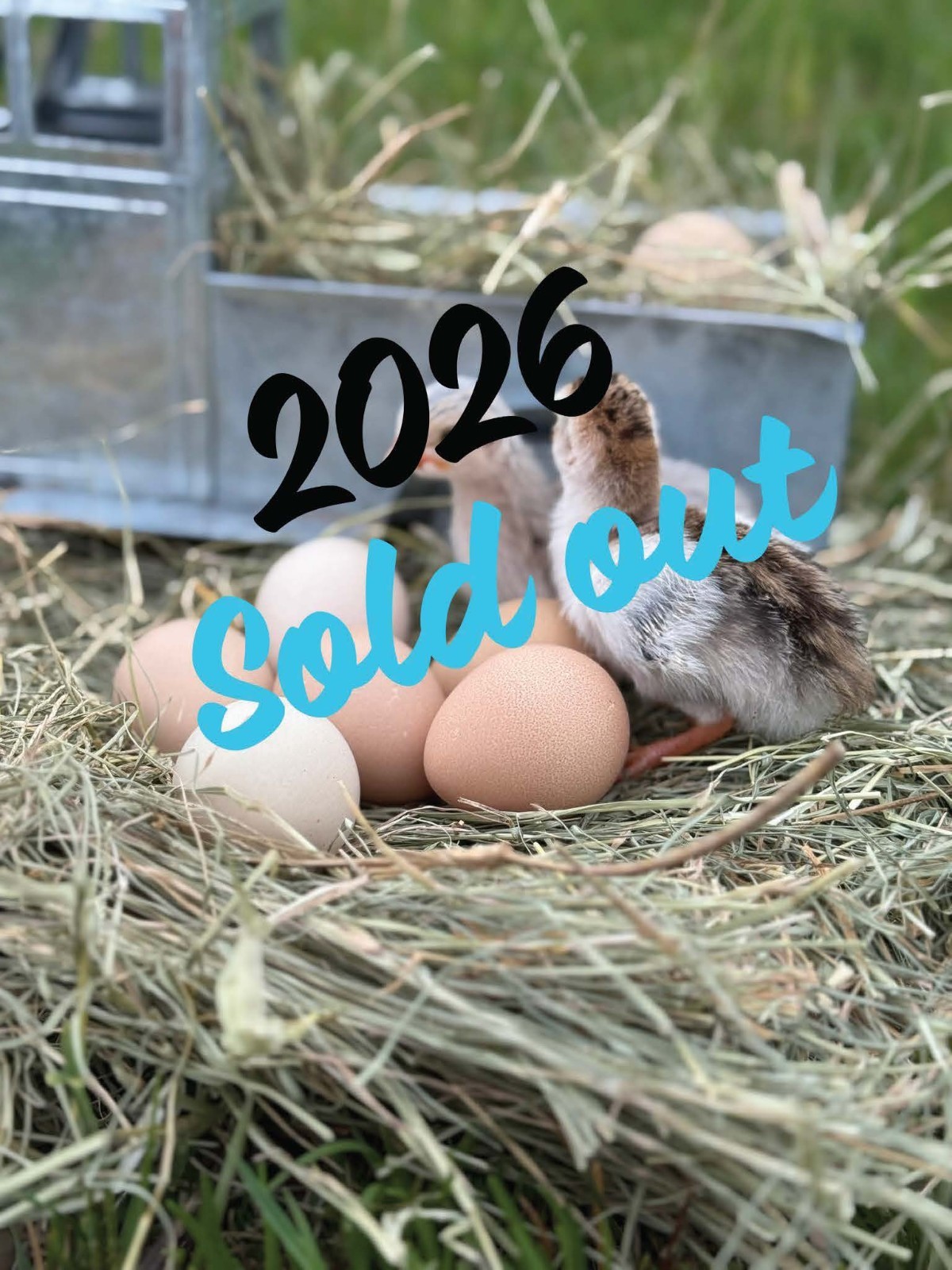 14 FRESH GUINEA  FOWL HATCHING EGGS READY