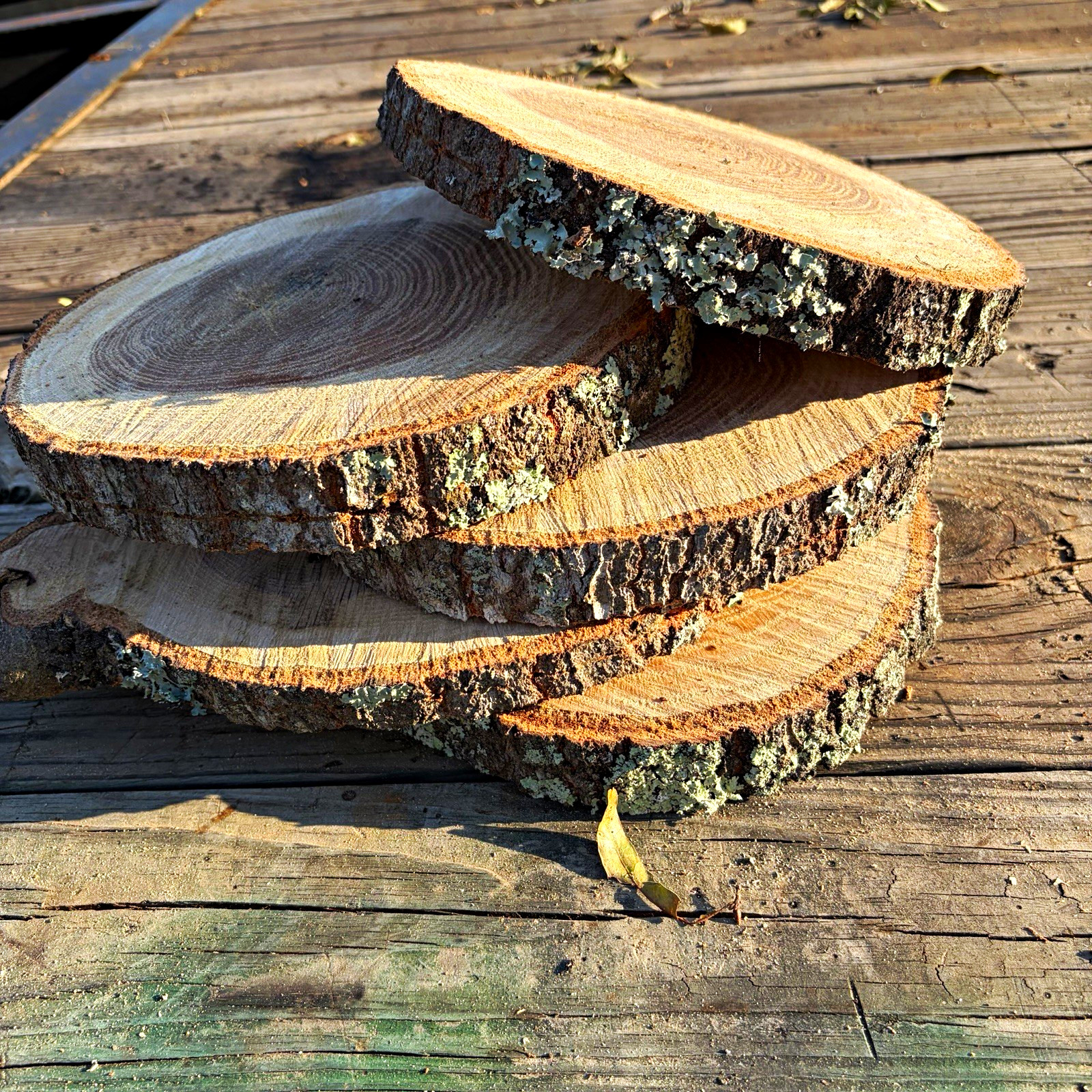 Unique Unfinished Natural Oak 12 to 14x 1”Round Slice w/ Bark Edge, Set of 5
