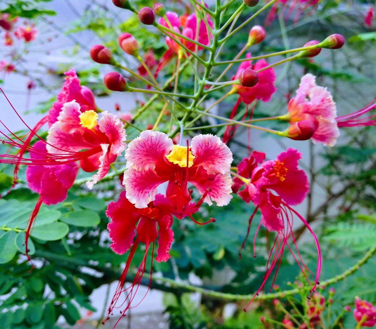 10 seeds Pink Caesalpinia Pulcherrima PRIDE OF BARBADOS Dwarf Poinciana