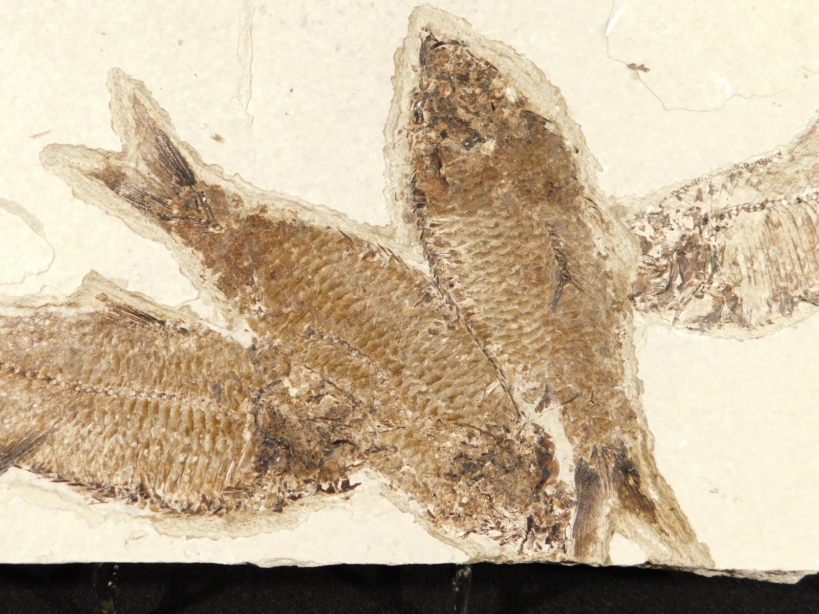 FOUR Very Nice Knightia FISH Fossils w/ SCALES From Fossil Lake Wyoming 2020gr