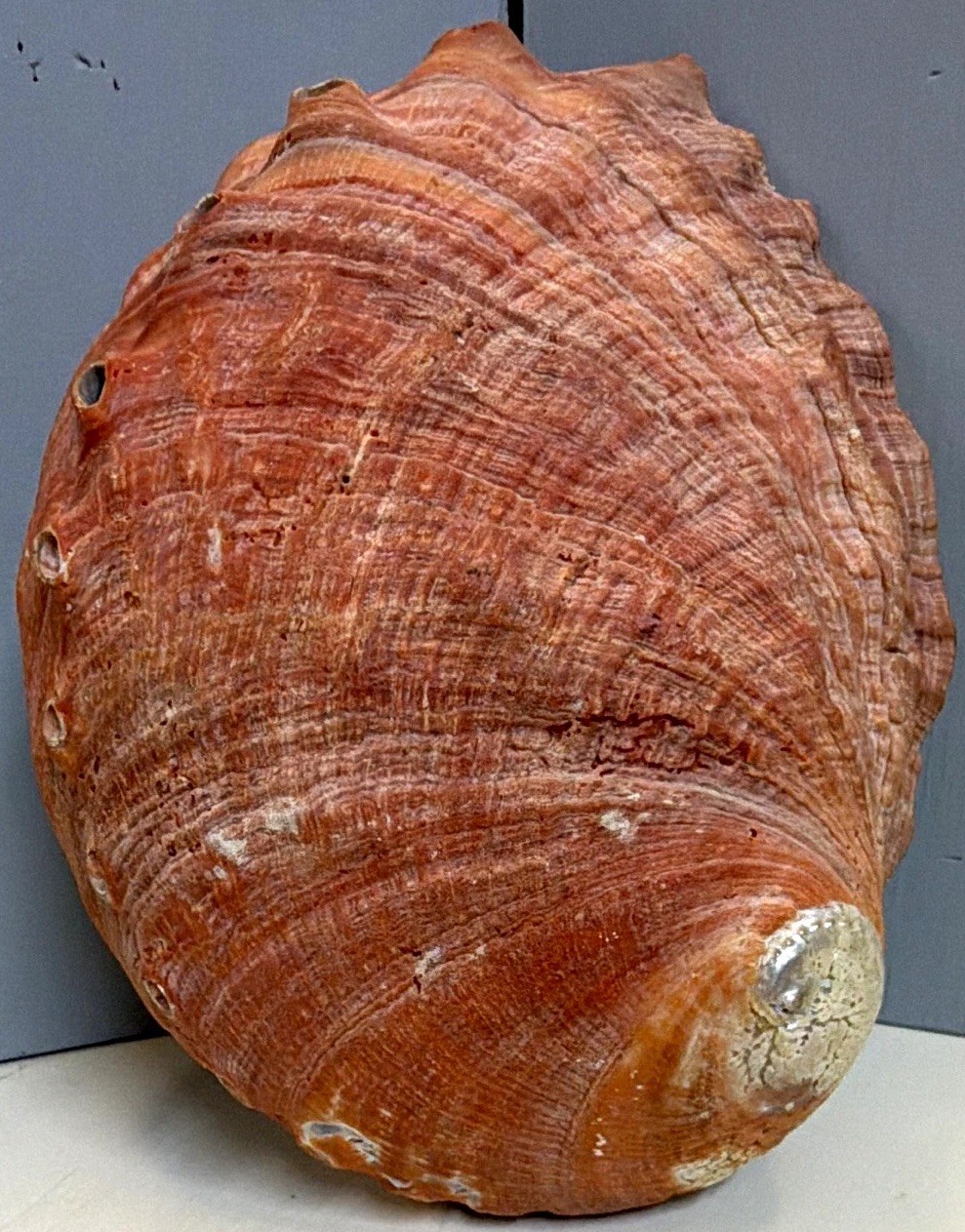 VTG California Red Abalone Shell 7.75”Large Natural Specimen Coastal Ocean Decor VTG California Red Abalone Shell 7.75”Large Natural Specimen Coastal Ocean Decor