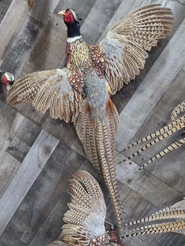 Taxidermy Male Ringneck Flying Pheasant 