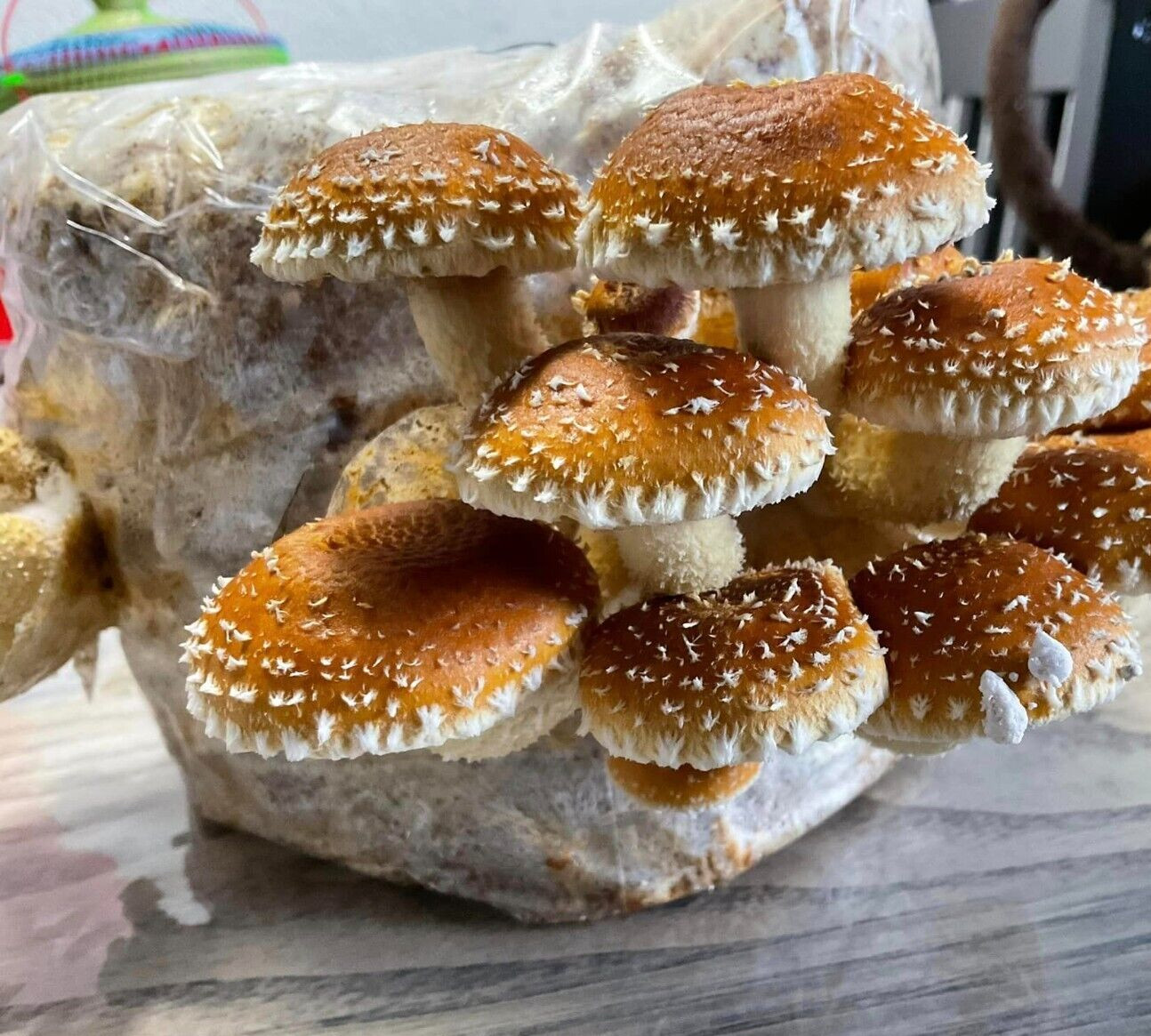 ORGANIC - Chestnut Mushroom (Pholiota Adiposa) Liquid Culture
