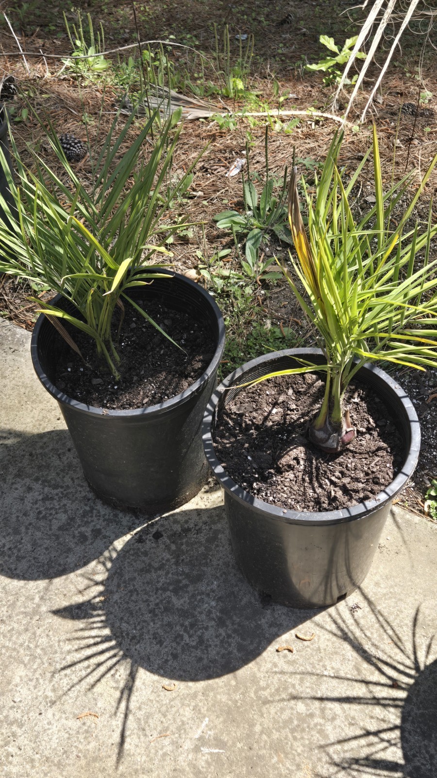 Butia Yatay X Jubaea F1