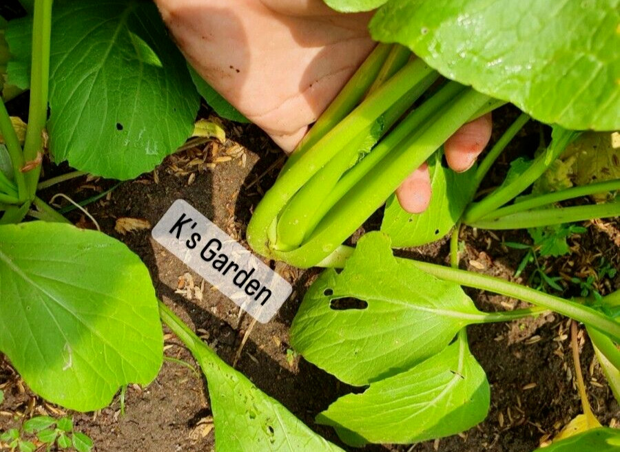 CHOY GUM, YU CHOY, CHINESE FLOWERING CABBAGE, CẢI NGỌT (600+ pcs) CHOY GUM, YU CHOY, CHINESE FLOWERING CABBAGE, CẢI NGỌT (600+ pcs)