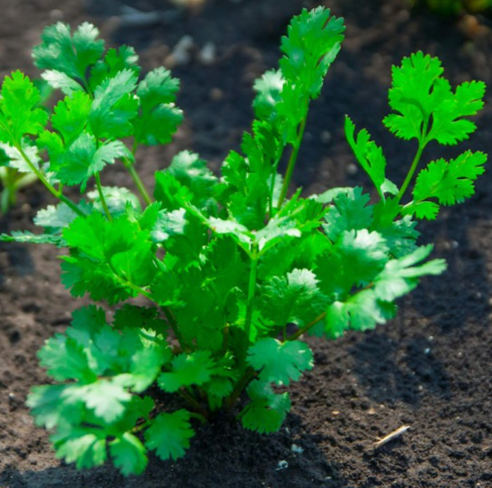 5000 Leisure Cilantro/Coriander Seeds | Non-GMO |  | (5,000 Seeds)