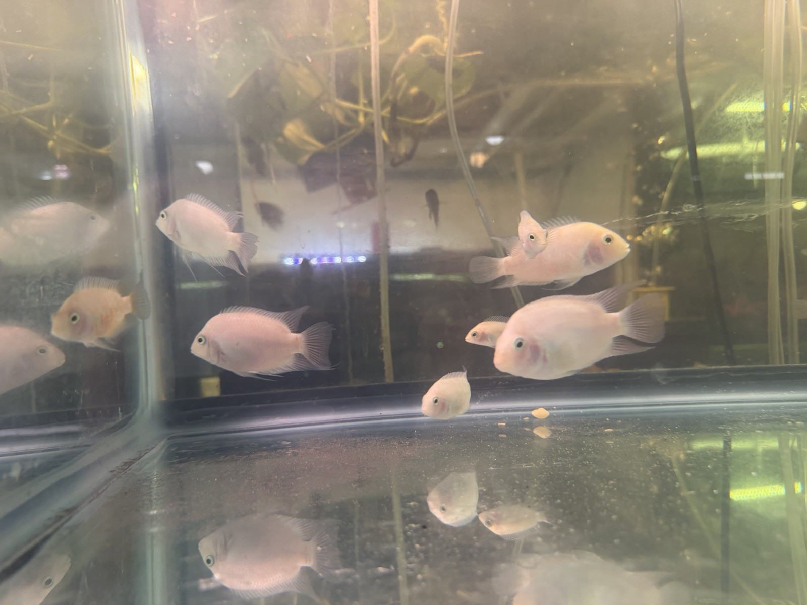 Pink Convict Breeding Pair 1 M/F 2.5-4 Inch Live Tropical Fish
