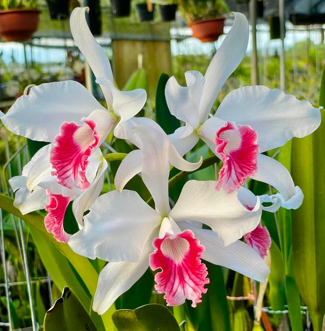 Cattleya purpurata var carnea x sibLG bloomomg size cattleya orchid species Rare Cattleya purpurata var carnea x sibLG bloomomg size cattleya orchid species Rare