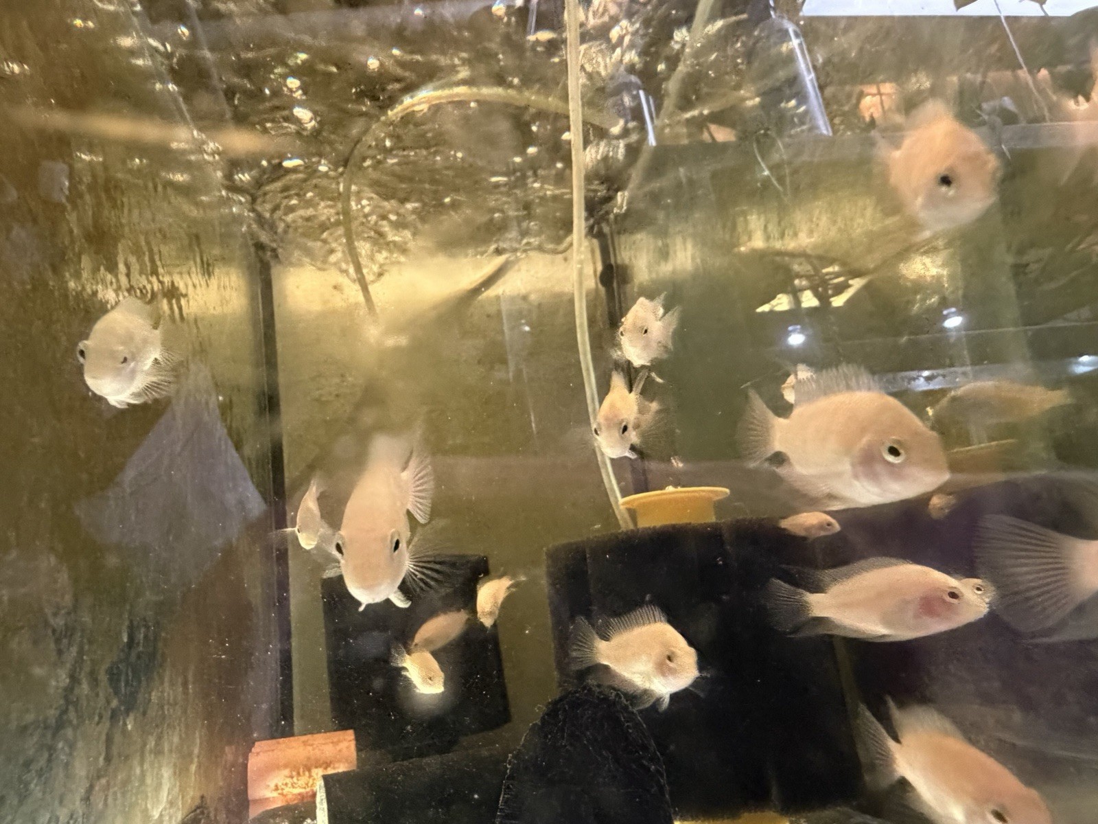 2 Pack Pink Convict 2inch+ Live Fish High Quality
