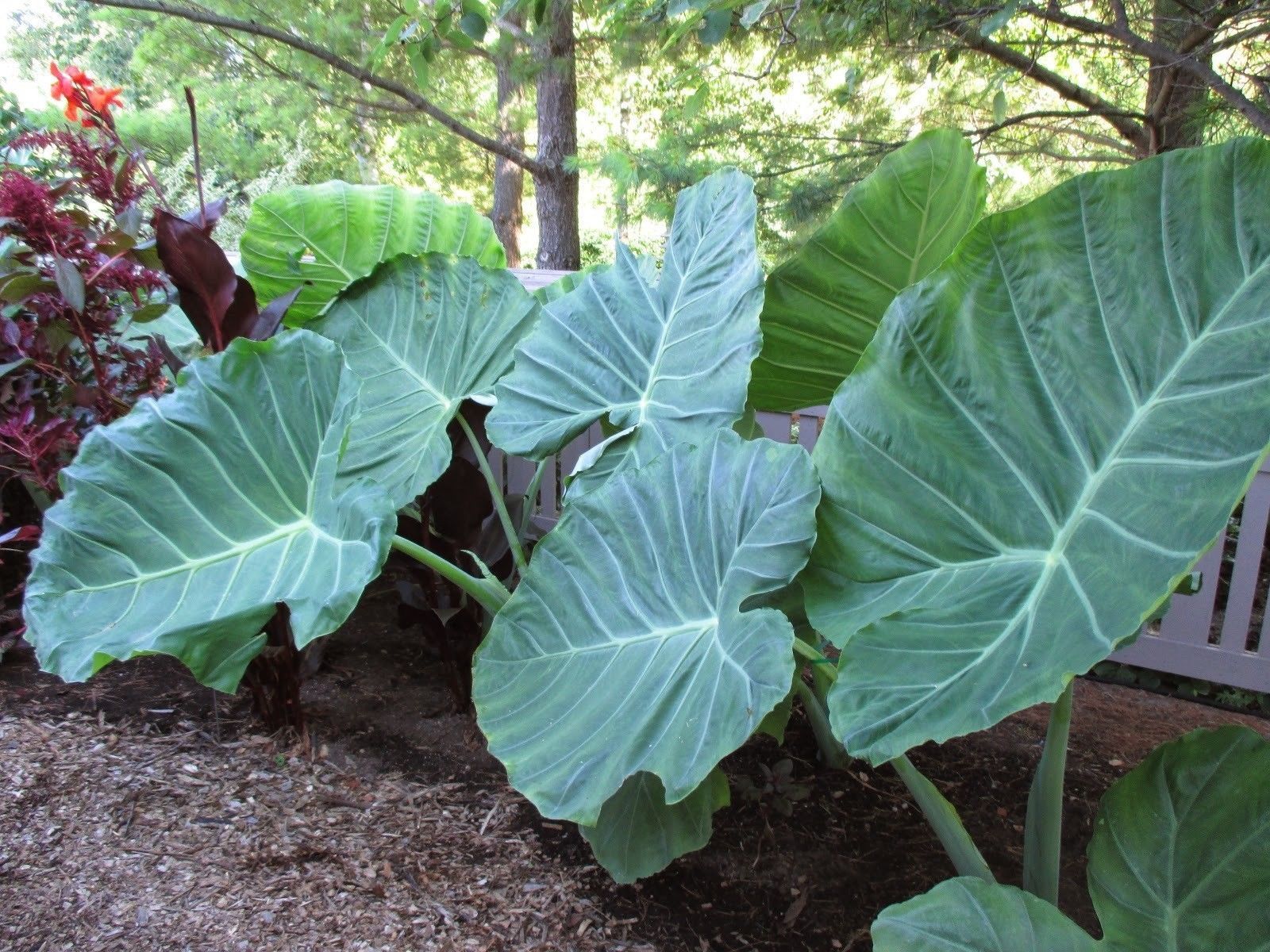 6 LIVE BULBS Colocasia gigantea Thailand Giant Thai Giant Elephant Ear Huge Leaf