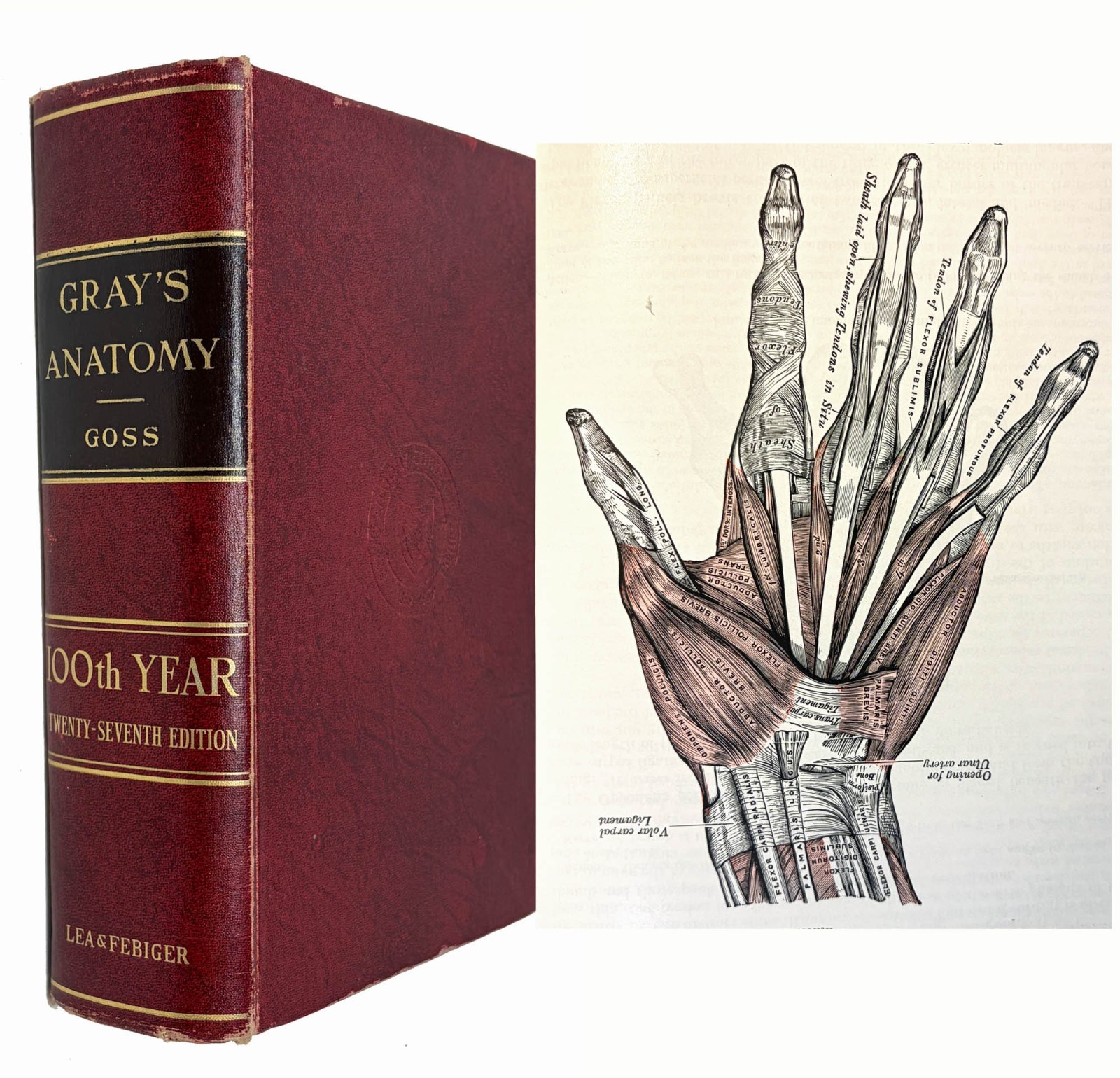 Gray\'s Anatomy Descriptive and Surgical 1174 Illustrations Vintage Book 1960