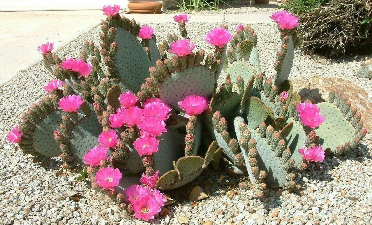 Opuntia basilaris 