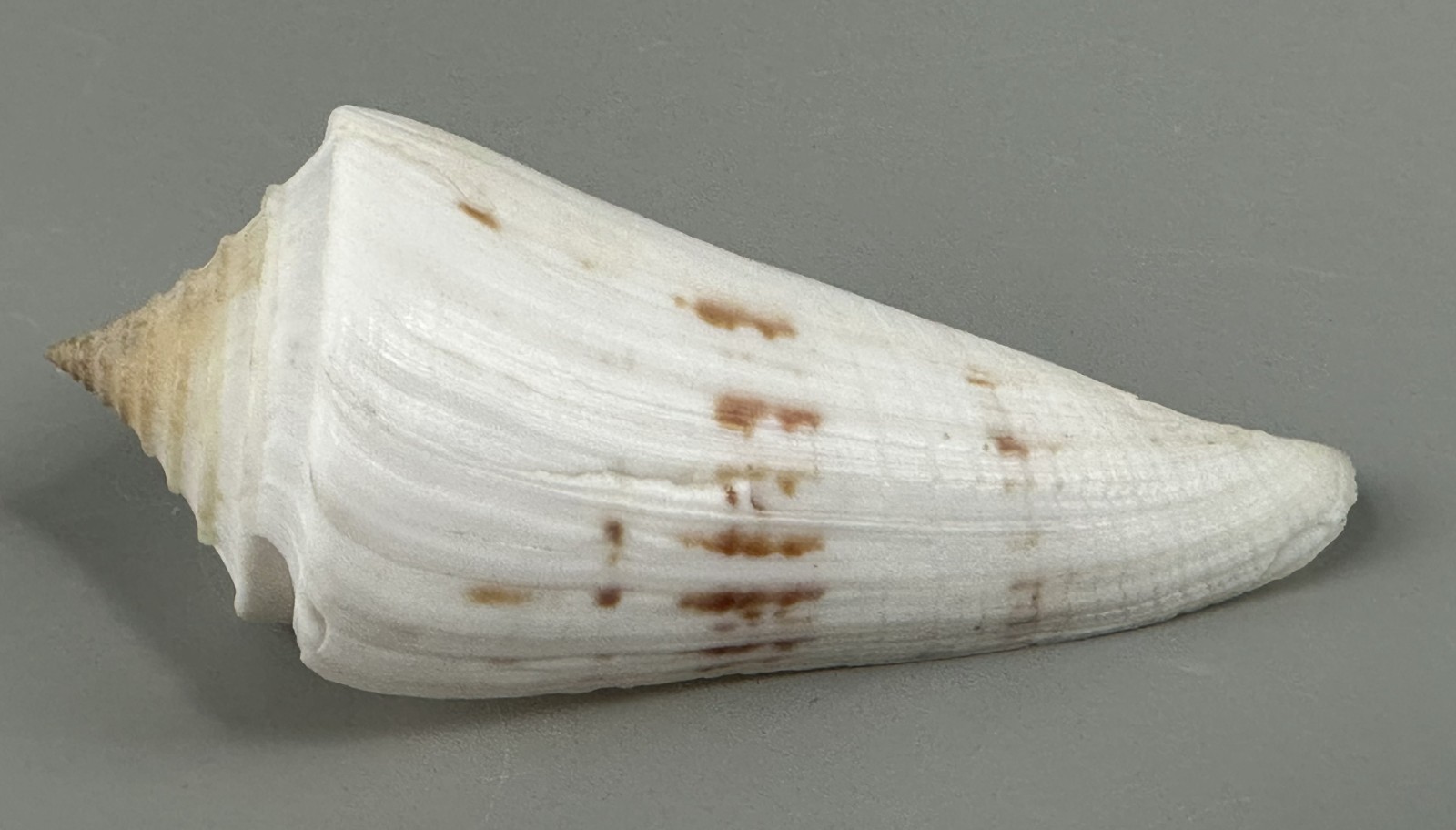 Conus sieboldii 91.8mm GIANT SCARCE White Cone Shell Taiwan with Data